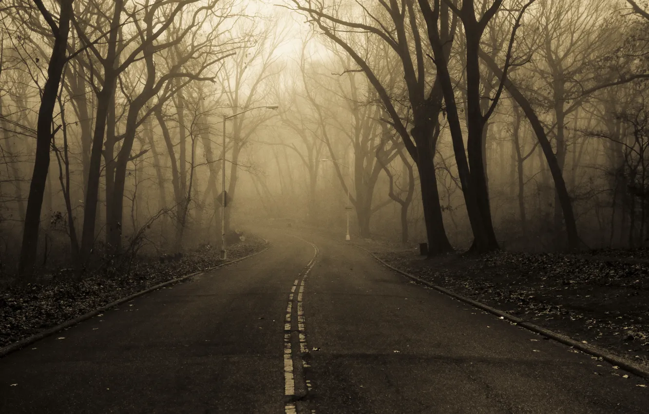 Фото обои дорога, осень, природа, туман, парк, утро