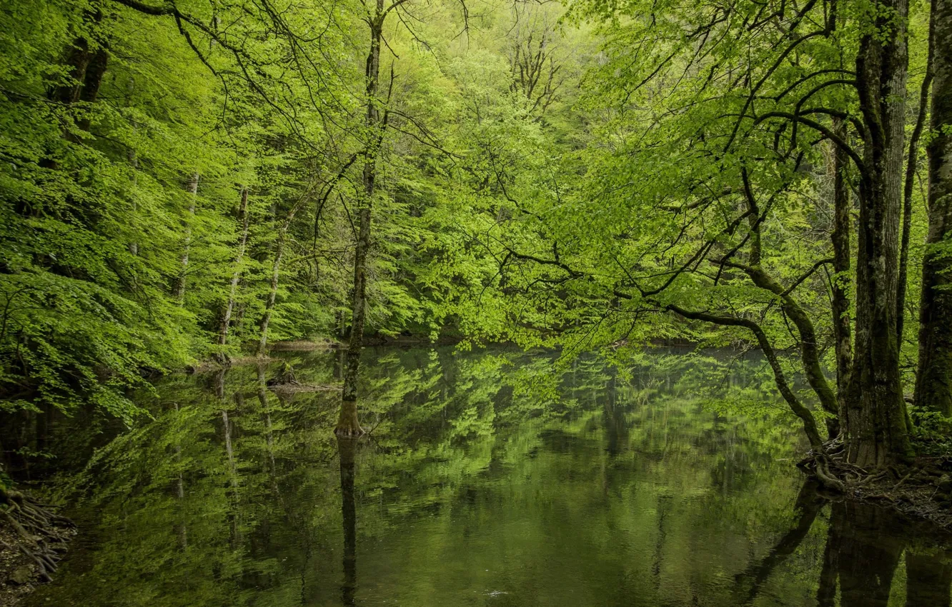 Фото обои лес, пейзаж, природа, озеро, красота, весна