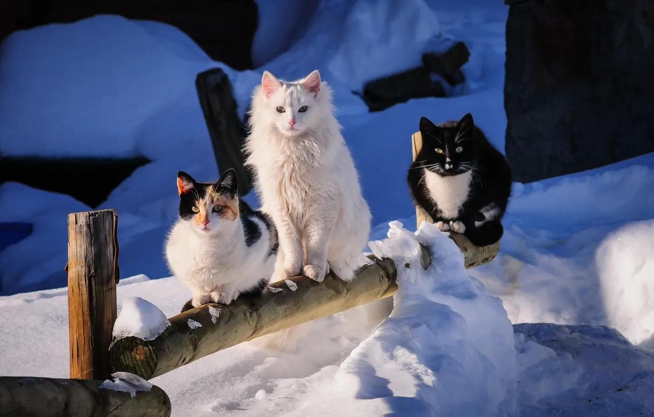 Фото обои зима, снег, трио, друзья