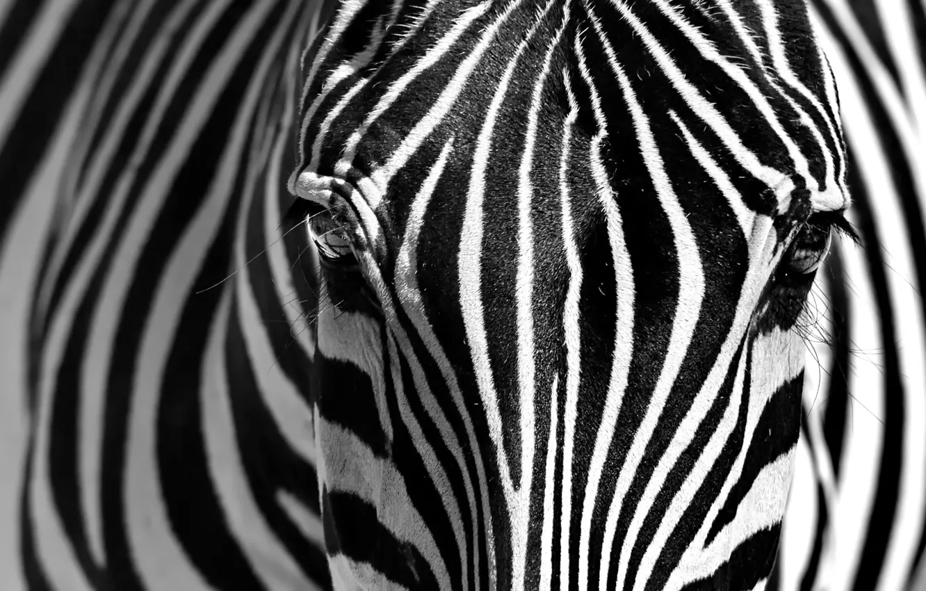 Фото обои морда, полоски, зебра, чёрно - белое фото