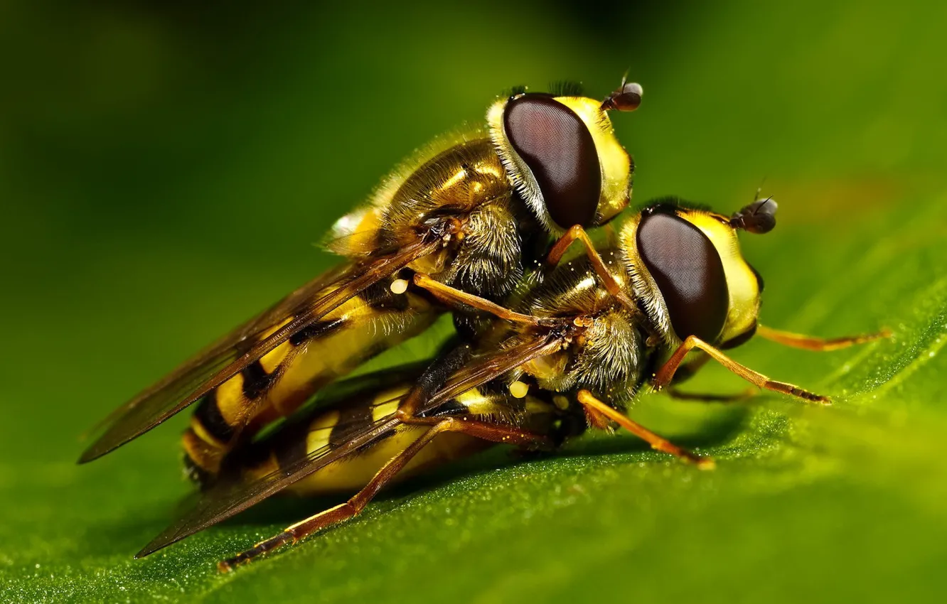 Фото обои лист, зеленый, пчелы, 157