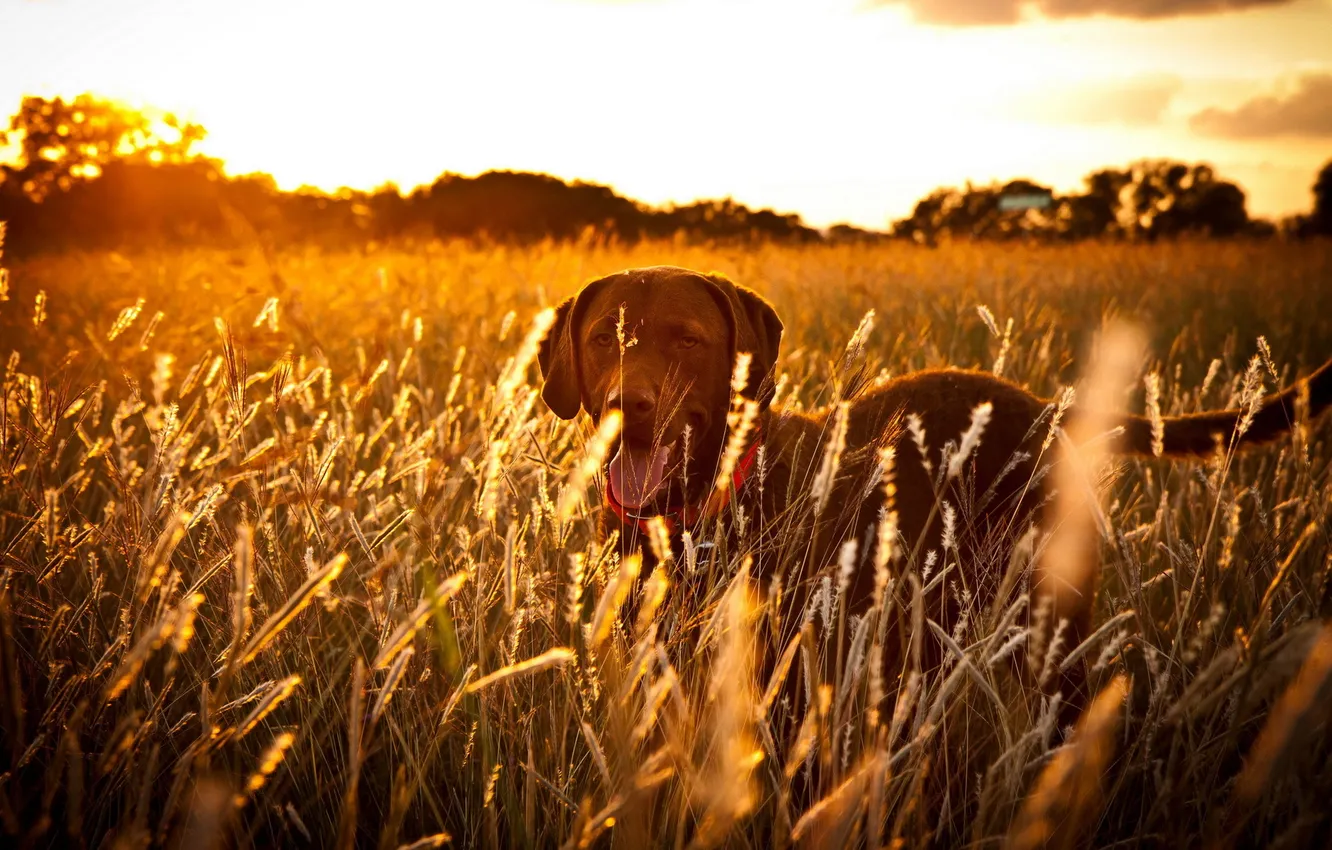 Фото обои поле, закат, собака