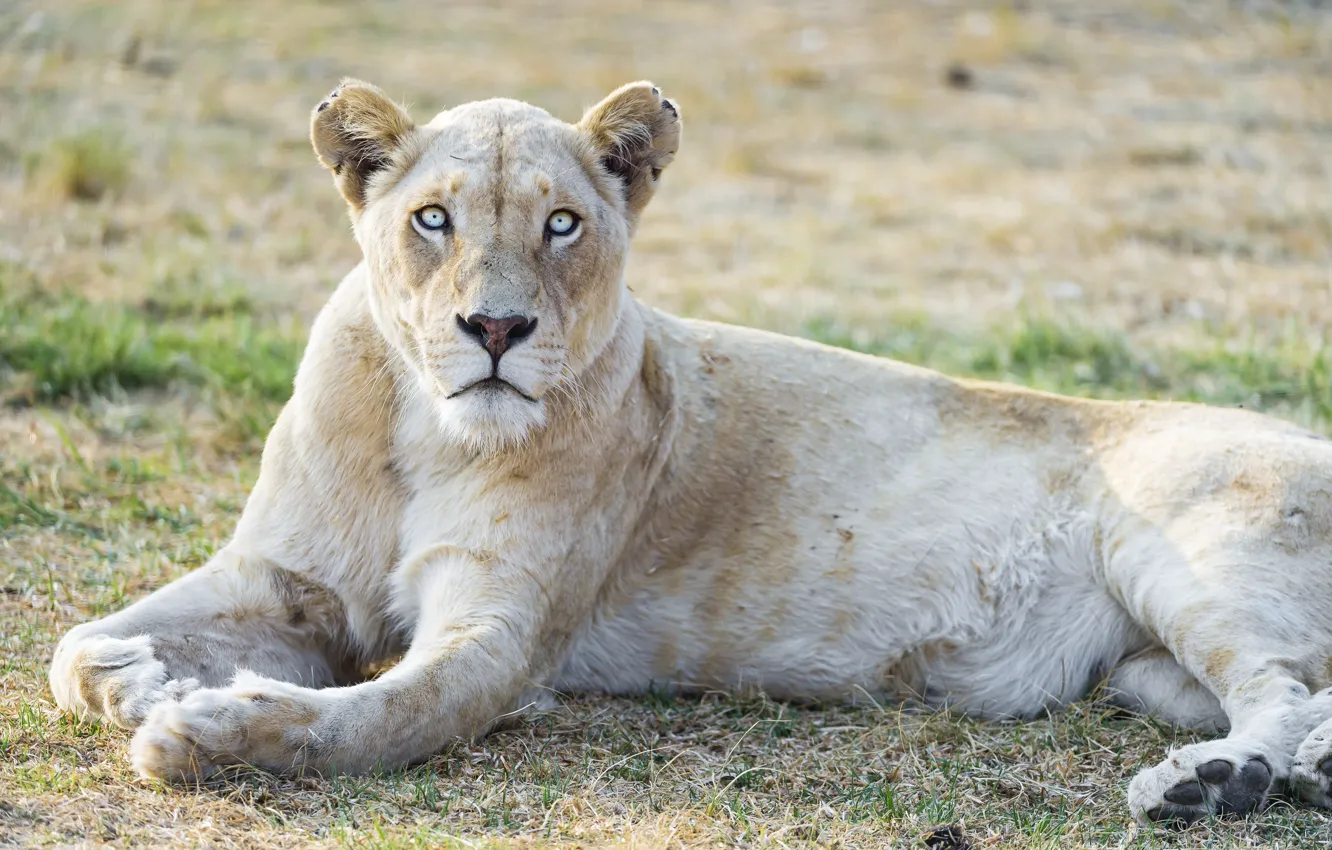 Фото обои кошка, взгляд, голубые глаза, львица, белый лев, ©Tambako The Jaguar