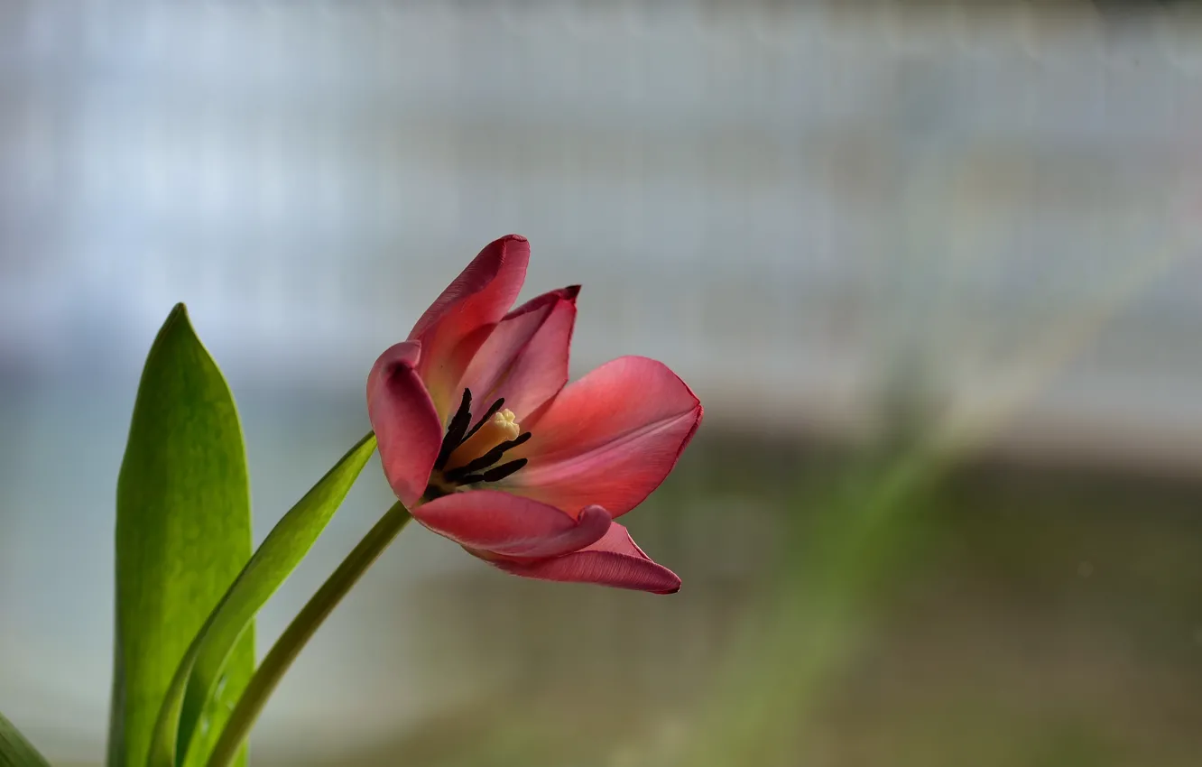 Фото обои цветок, красный, фон, тюльпан