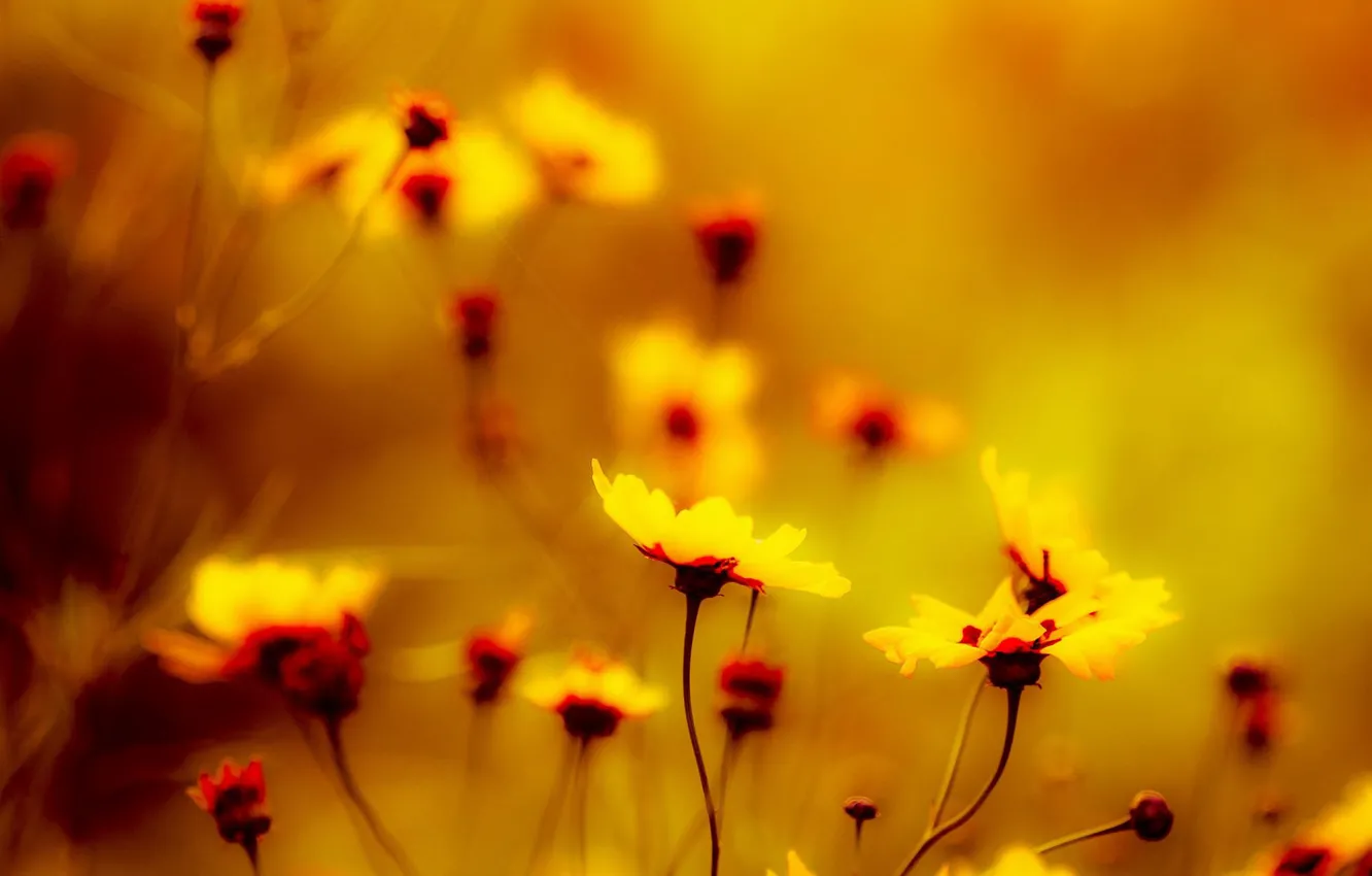 Фото обои yellow, flowers, macro, желтые цветы