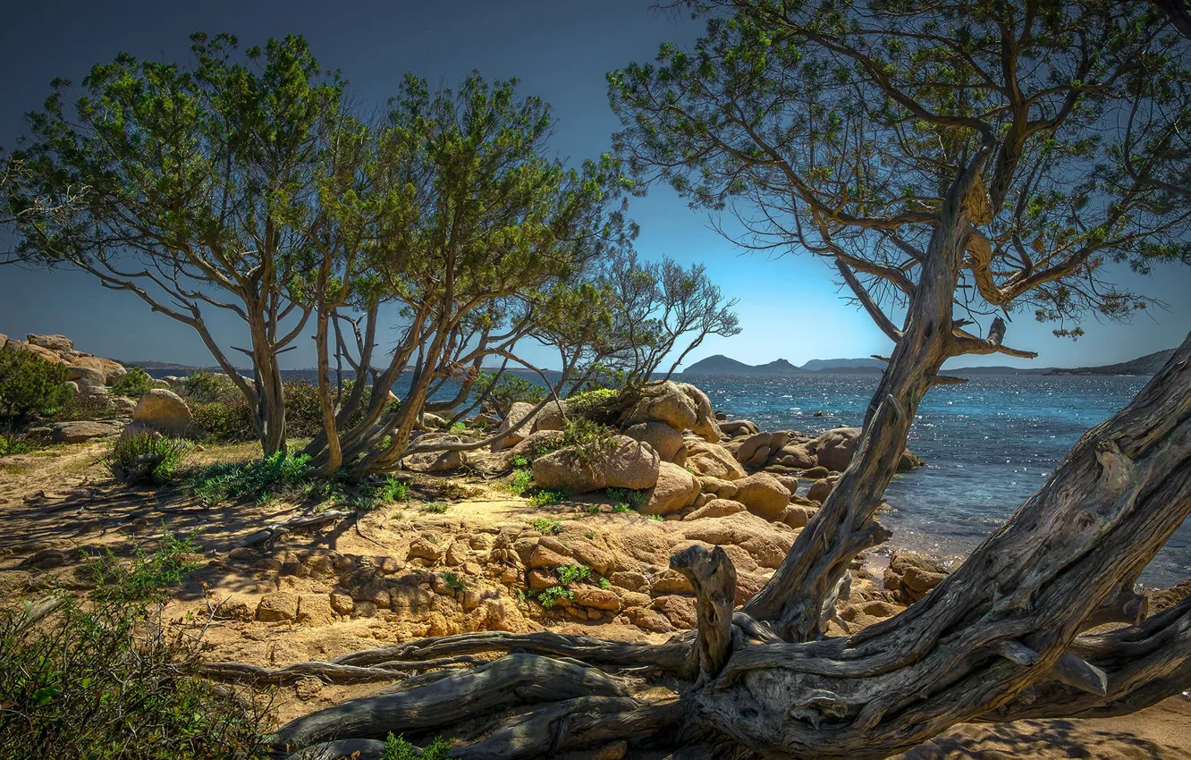 Фото обои море, солнце, деревья, камни, побережье, Италия, кусты, Sardegna
