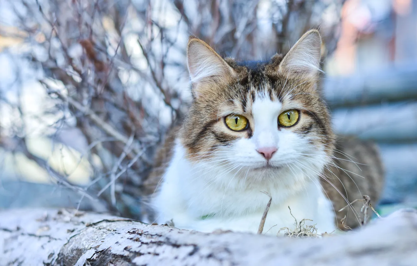 Фото обои кошка, кот, взгляд, боке, котейка