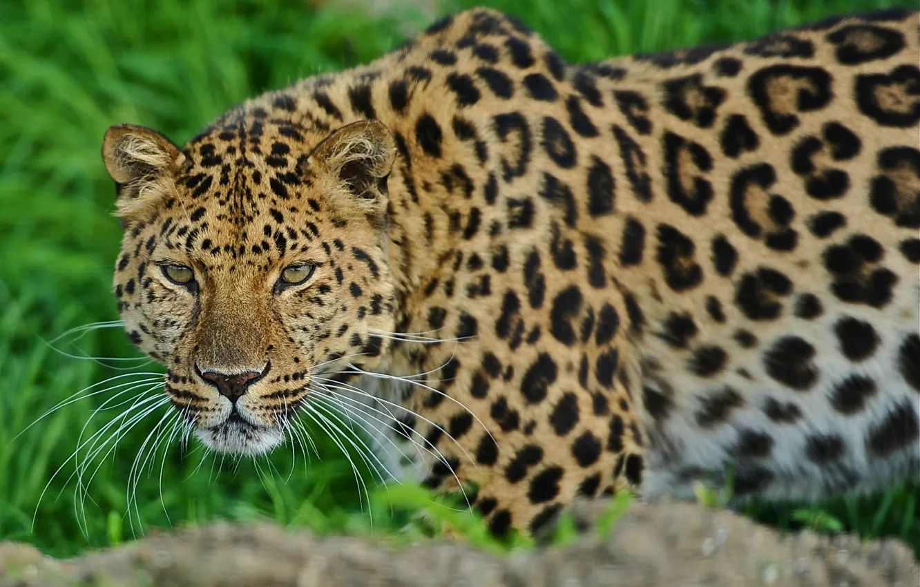 Фото обои морда, леопард, стоит, leopard, смотрит