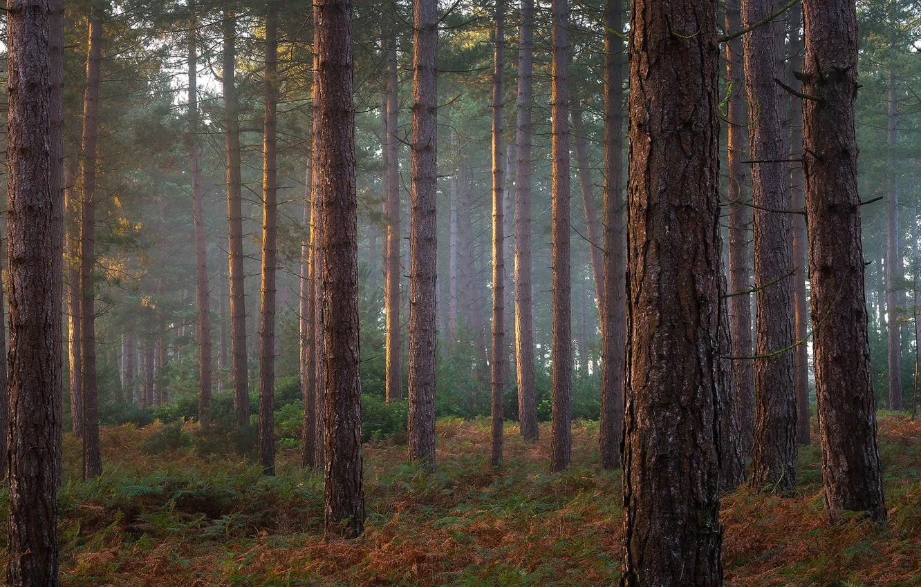 Фото обои лес, деревья, ветки, туман, стволы, сосны, папоротник, сосновый бор