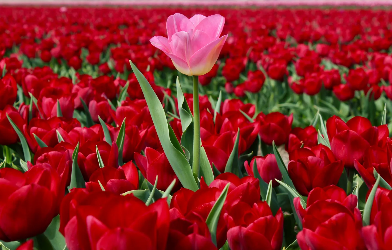 Фото обои поле, тюльпаны, Нидерланды, много, плантация, красные тюльпаны, выскочка, розовый тюльпан