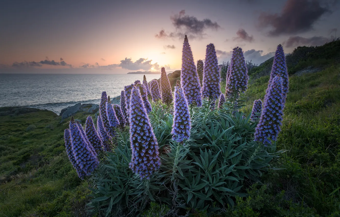 Фото обои море, цветы, побережье, Калифорния, California, San Francisco Bay, Stinson Beach, Залив Сан-Франциско