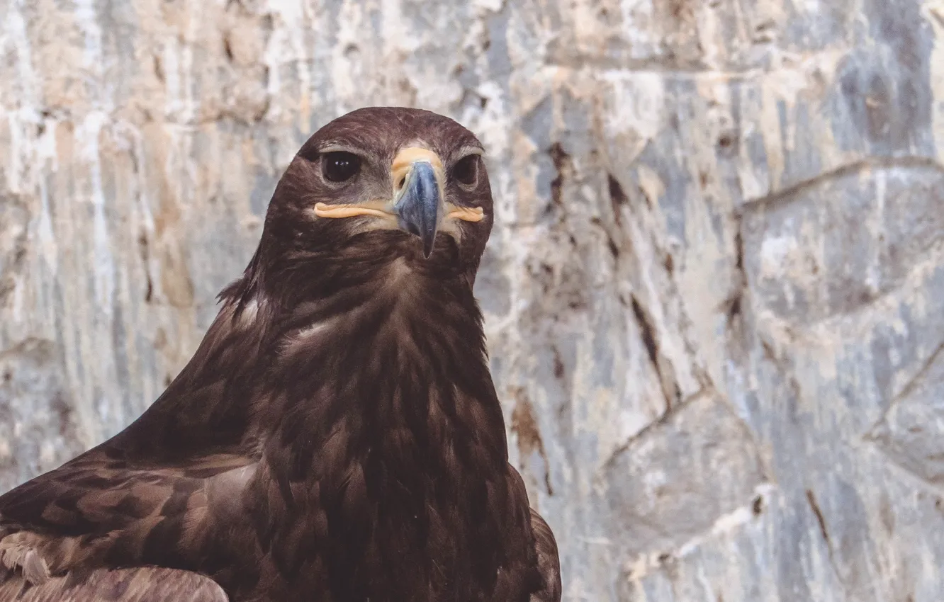 Фото обои птица, орел, клюв, зоопарк, eagle, zoo