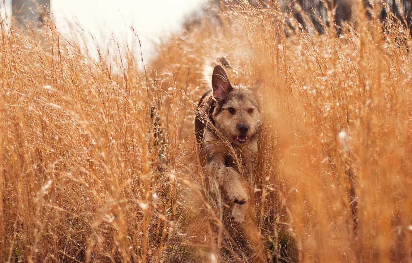 Фото обои трава, природа, собака