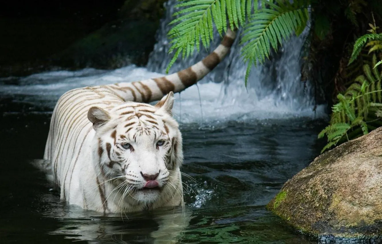 Фото обои кошка, тигр, белый тигр, tiger, white tiger