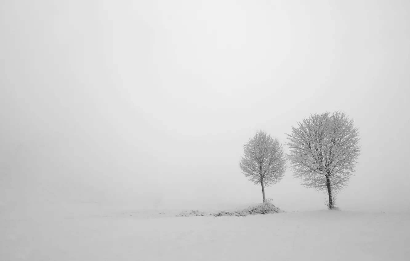Фото обои зима, деревья, туман
