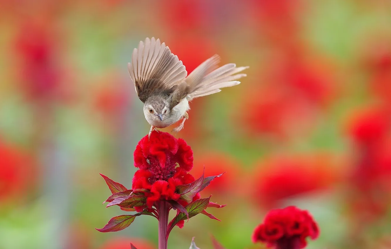 Фото обои цветок, птица, Камышевка