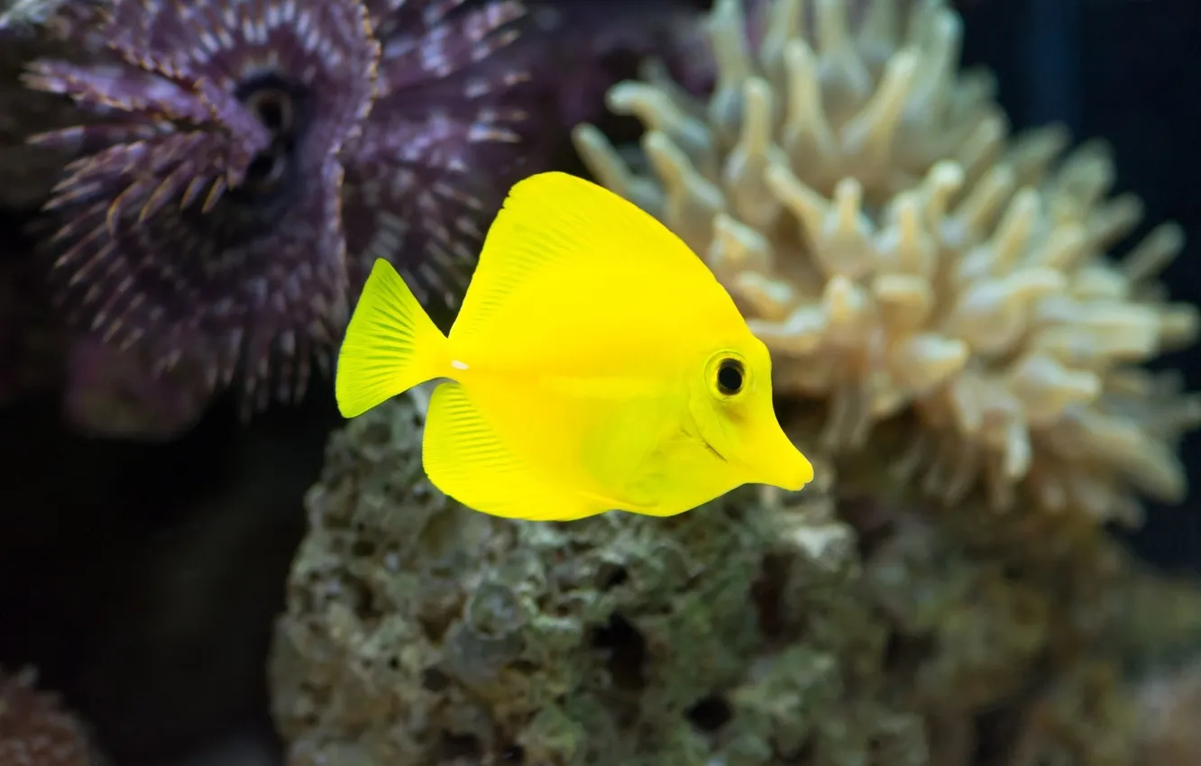 Фото обои макро, аквариум, рыбка, рыба, подводный мир, под водой, желтая, яркая