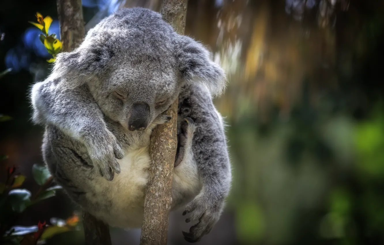 Фото обои природа, дерево, коала