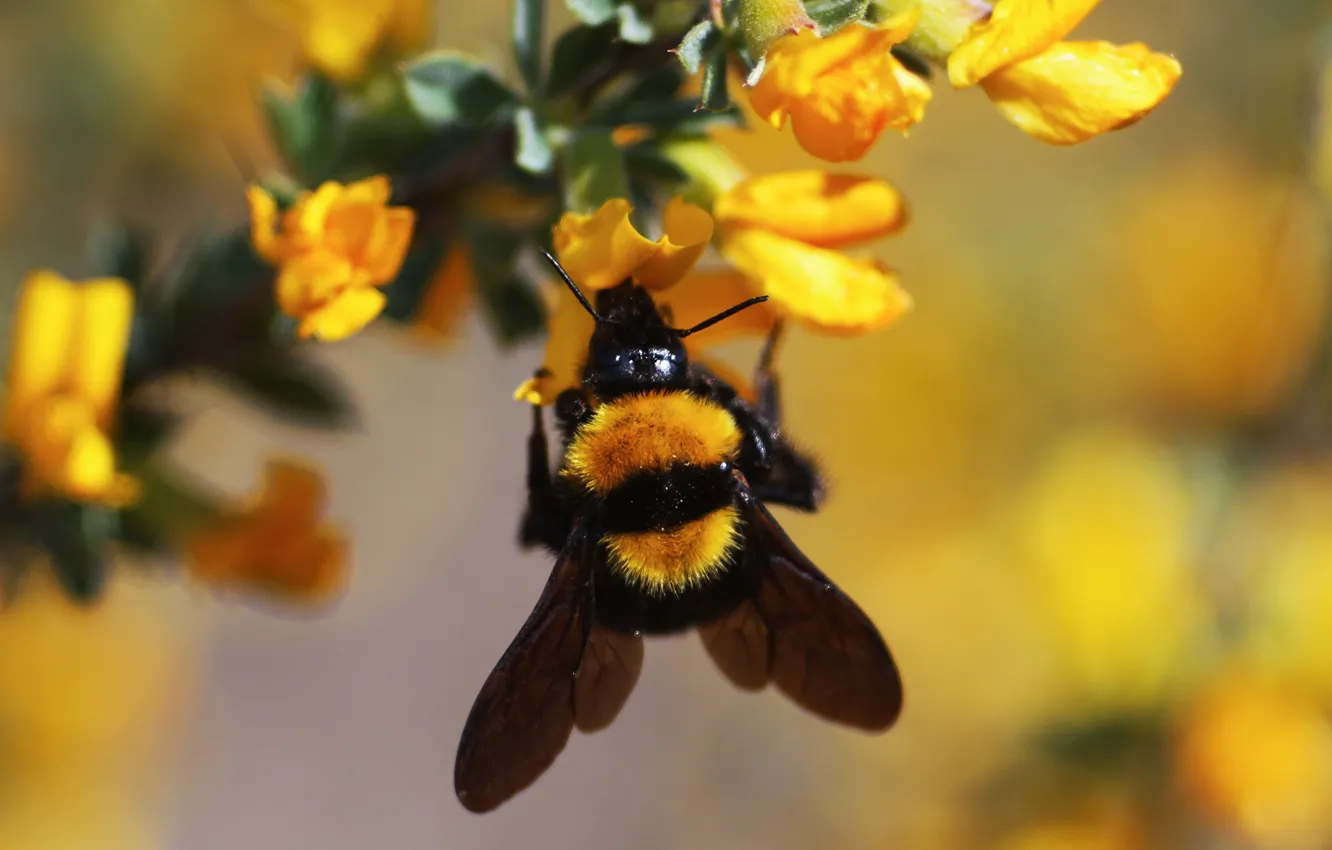 Фото обои макро, пчела, насекомое