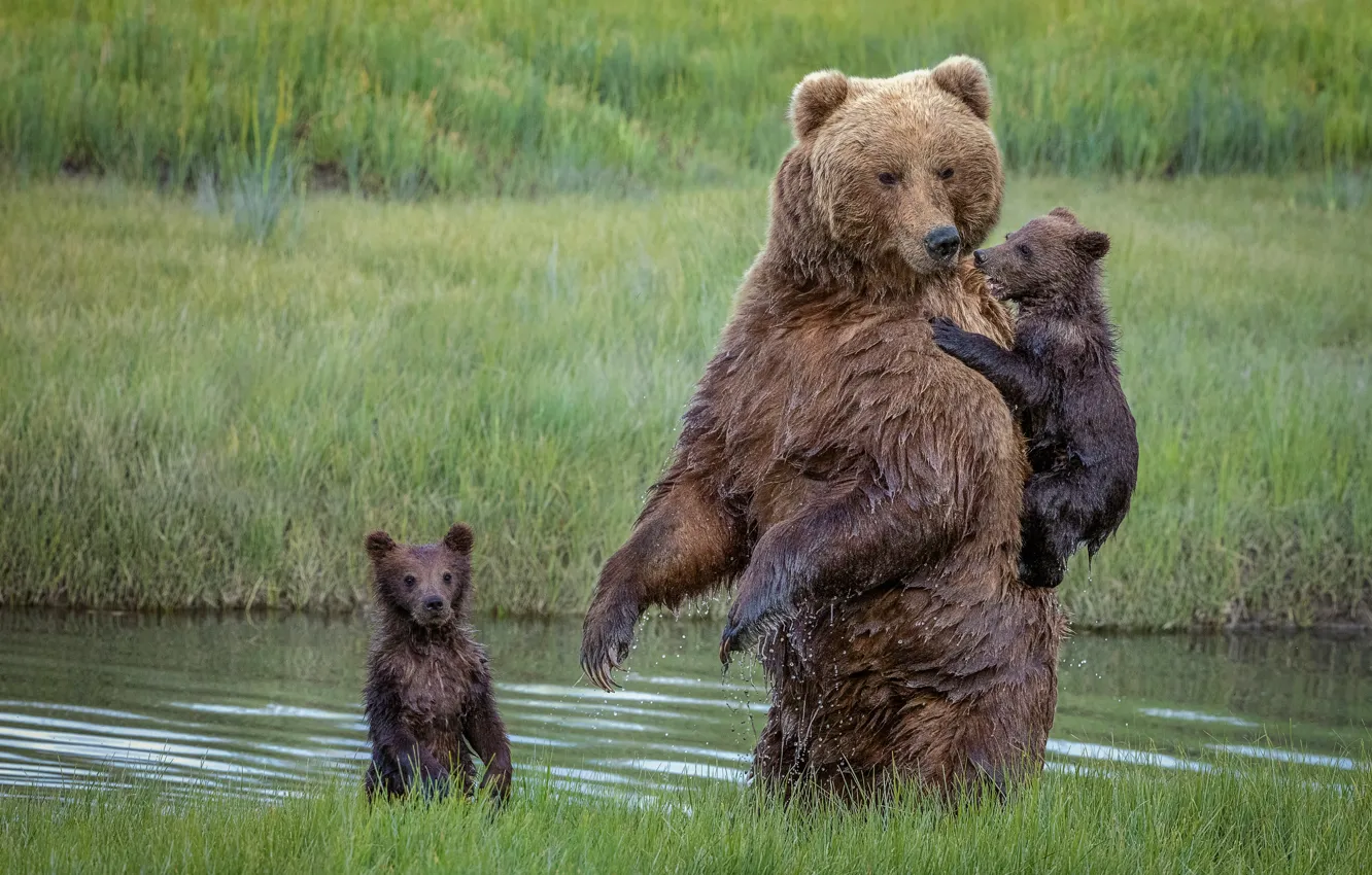 Фото обои медведи, медвежата, медведица