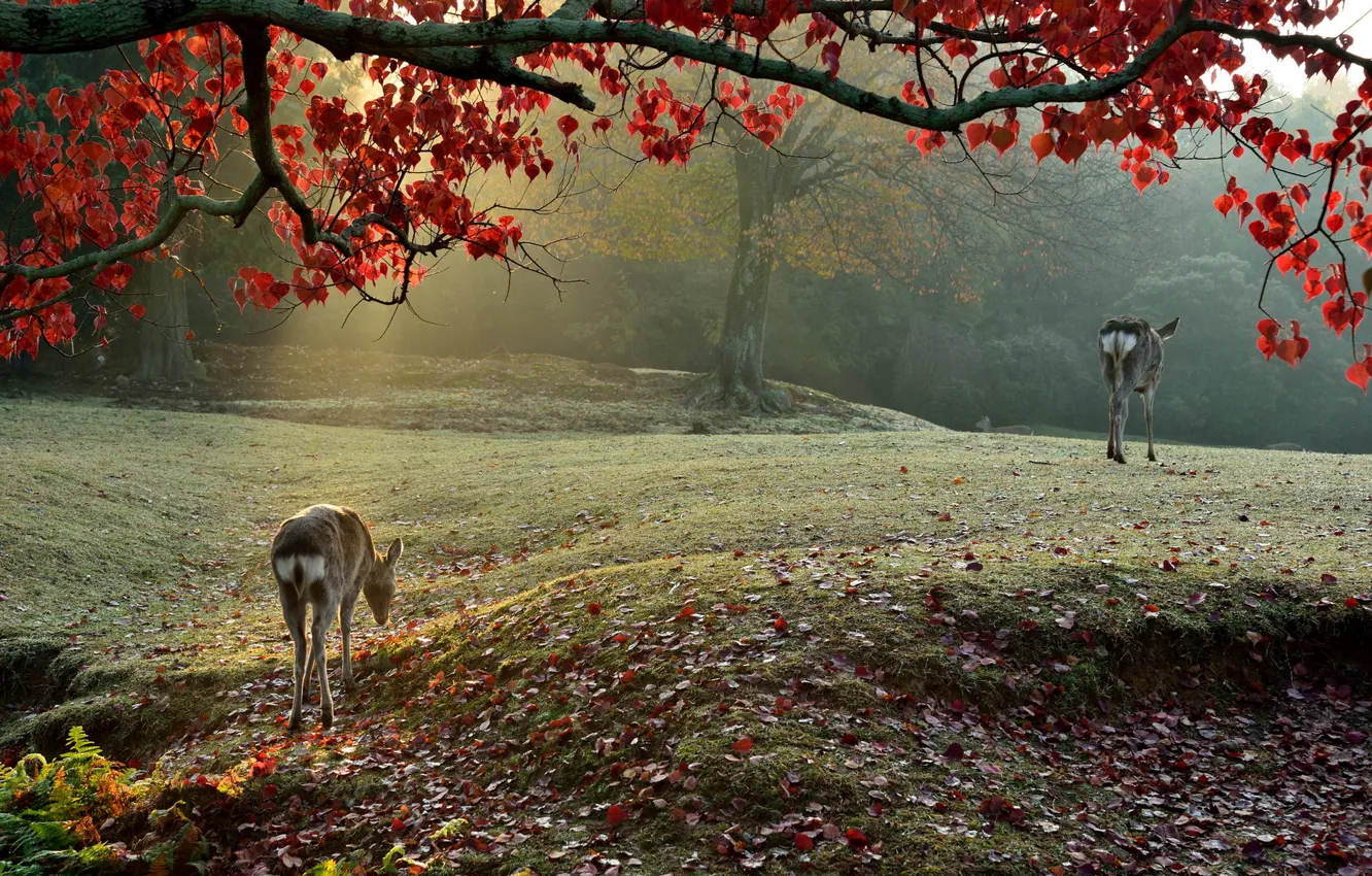Фото обои light, nature, morning, Sika Deer