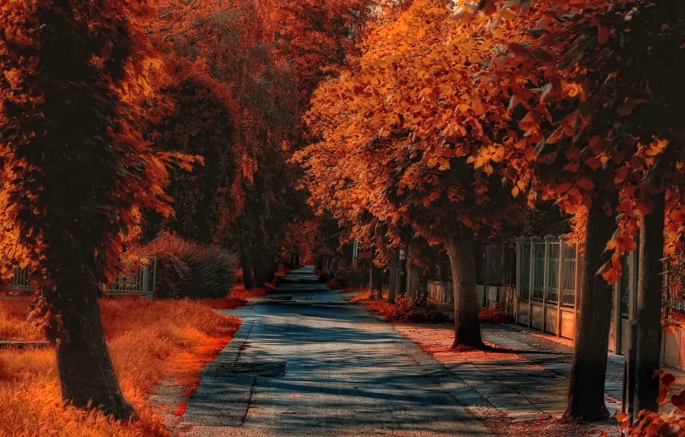 Фото обои улица, обработка, Осень, дорожка, autumn, street, path, fall