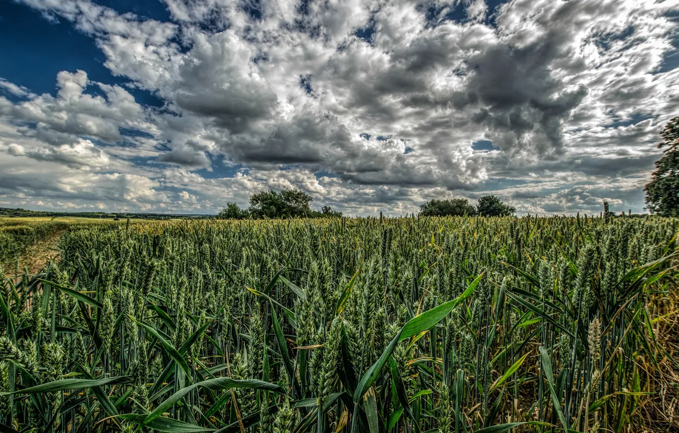 Фото обои пшеница, поле, небо, облака