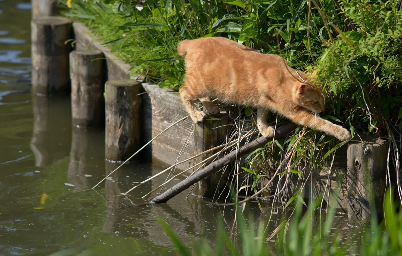 Фото обои вода, ситуация, переход, рыжий кот