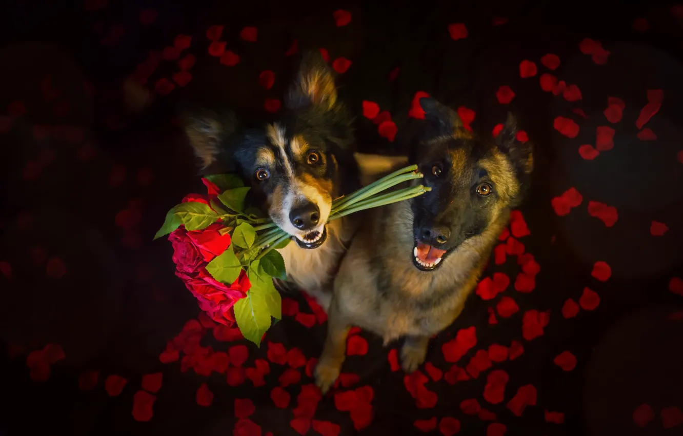 Фото обои собаки, цветы, друзья