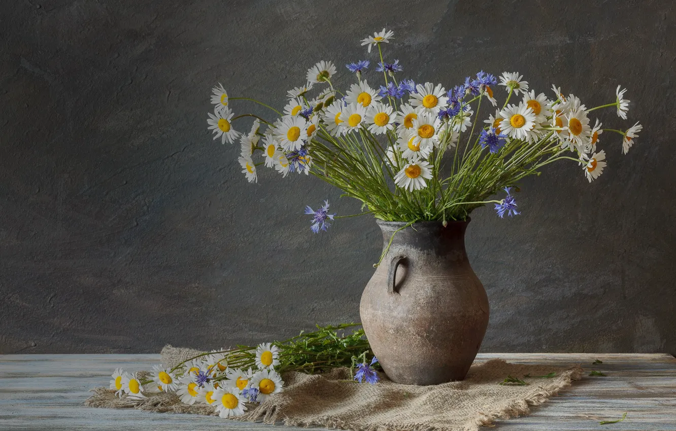 Фото обои цветы, ромашки, натюрморт, васильки