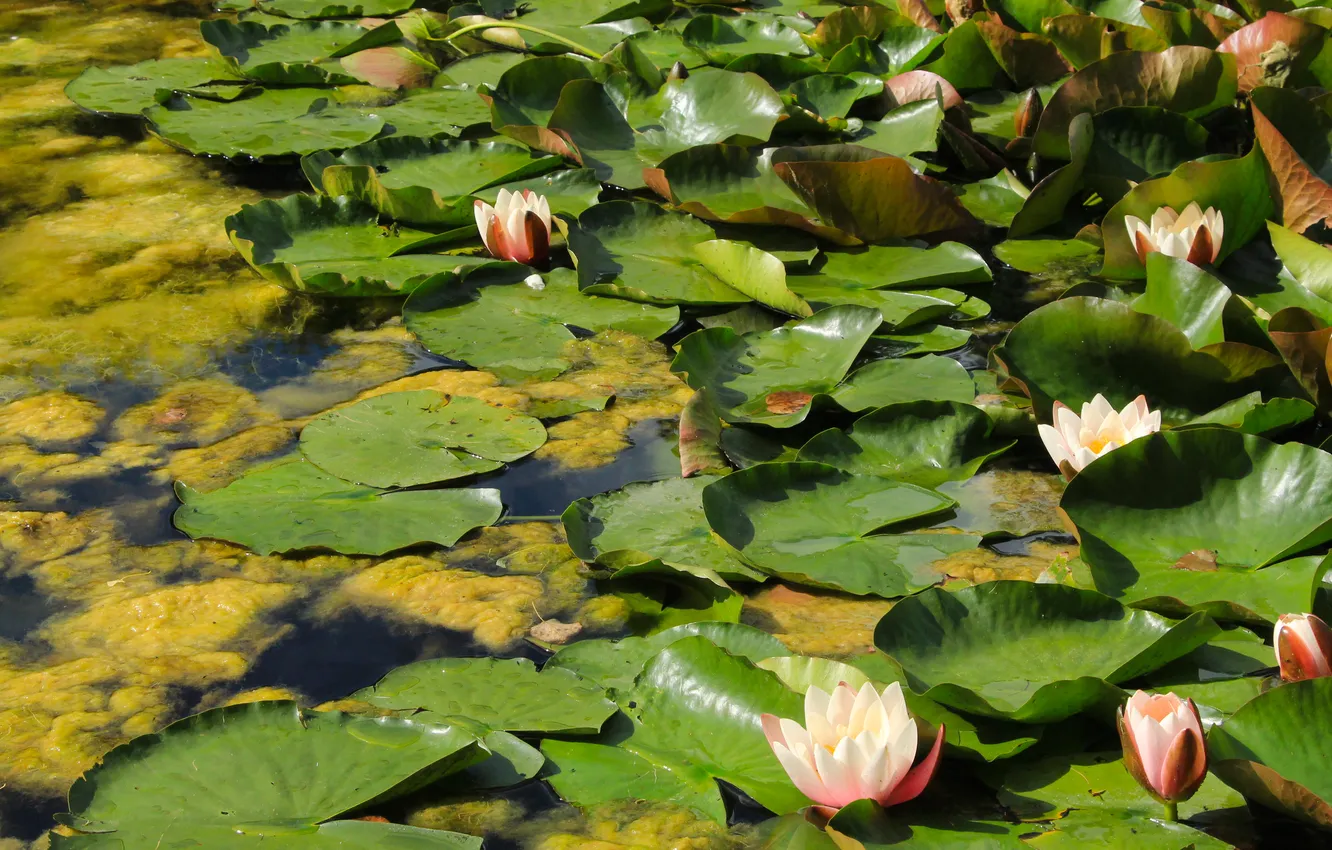 Фото обои flower, leafs, water lily