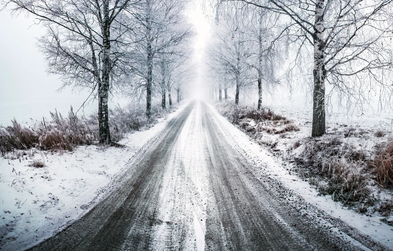Фото обои зима, дорога, свет, деревья, путь, березы
