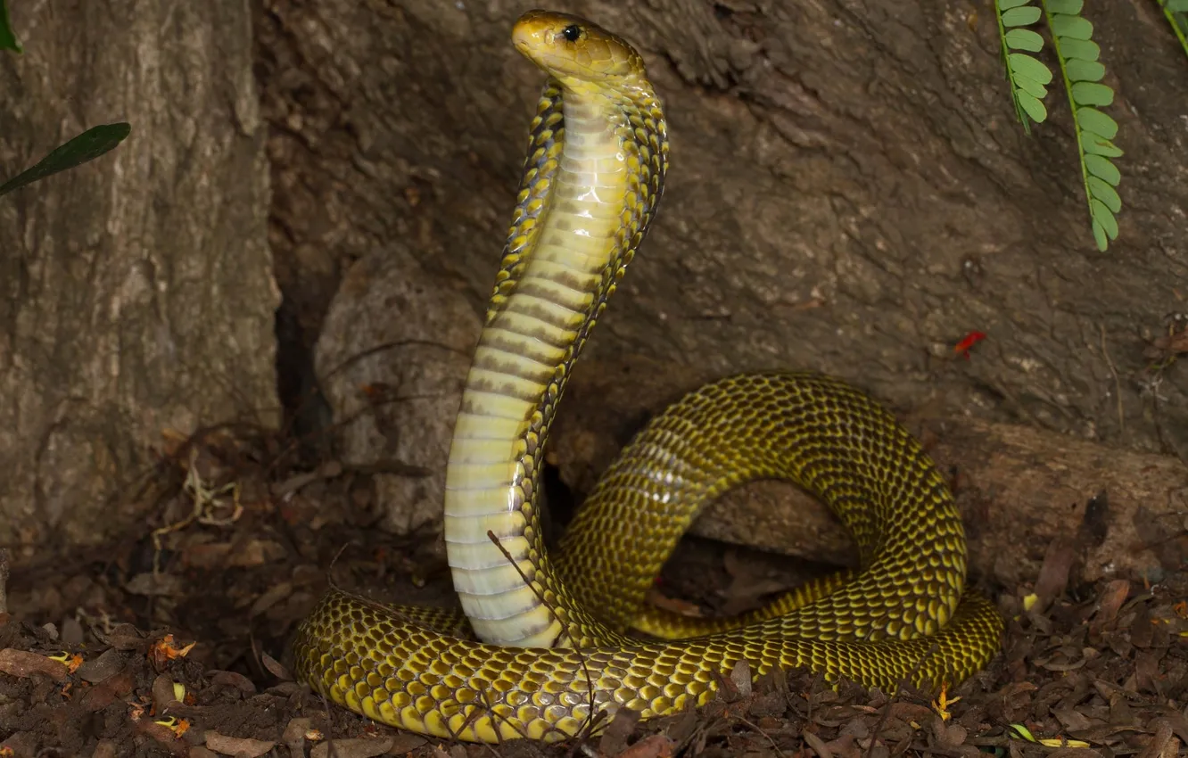 Фото обои змея, кобра, хладнокровное животное