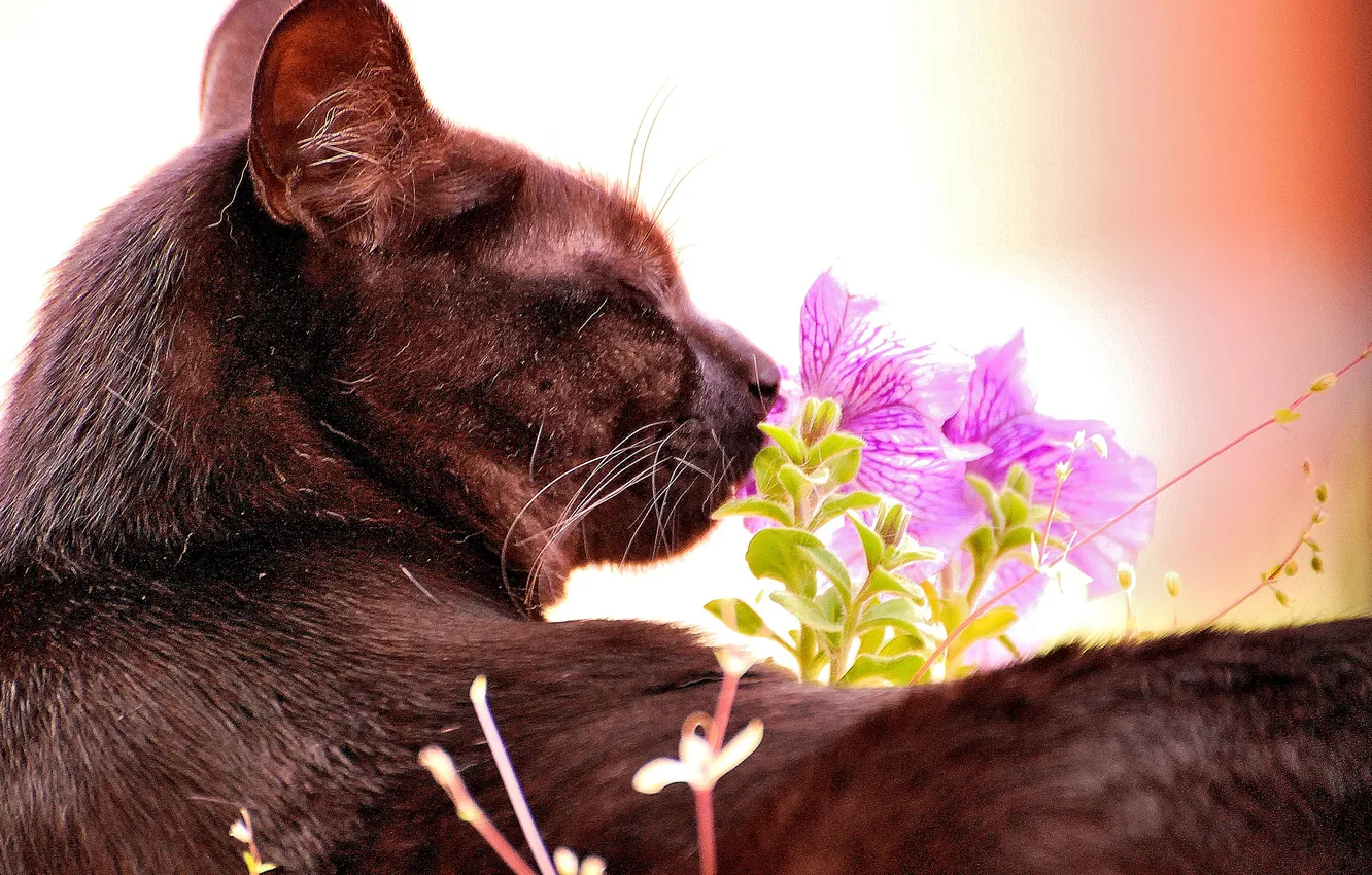 Фото обои кот, кошак, котяра, цветочек, принюхивается