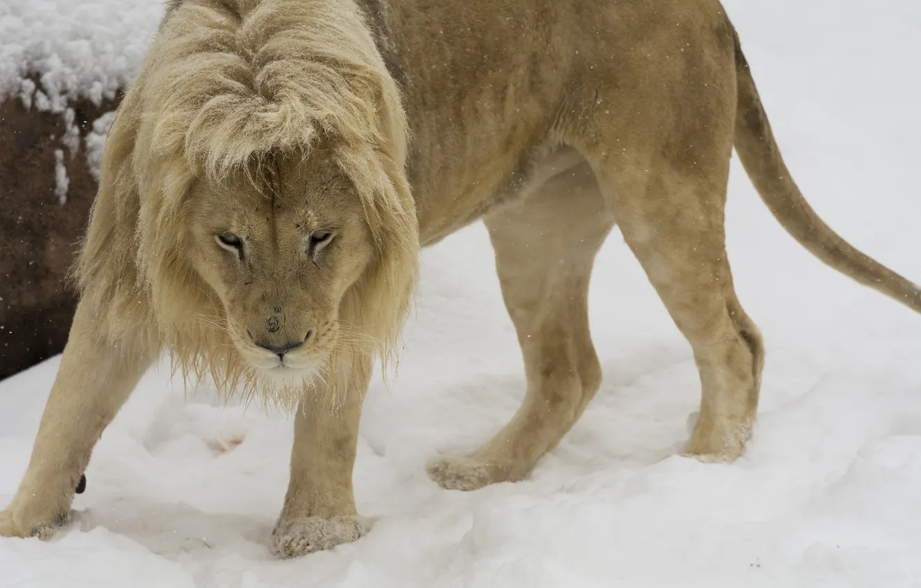 Фото обои морда, хищник, лев, грива, дикая кошка