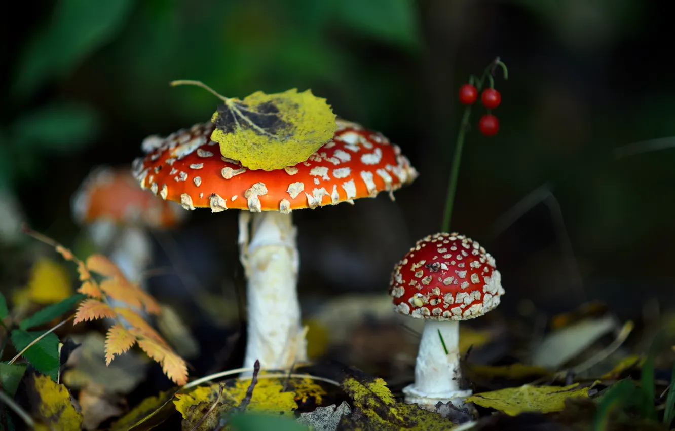Фото обои осень, лес, листья, природа, грибы, мухомор
