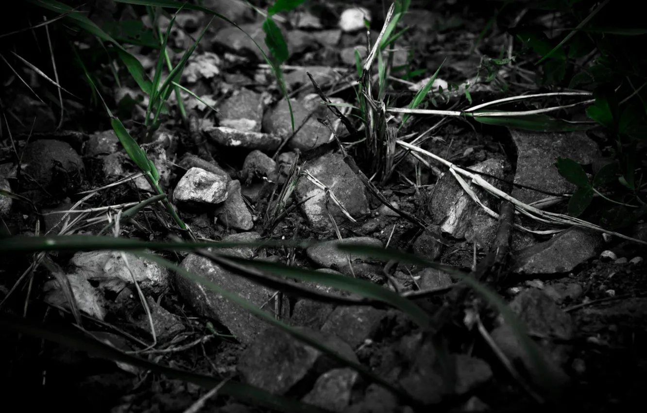 Фото обои Трава, Камни, Черно-белое