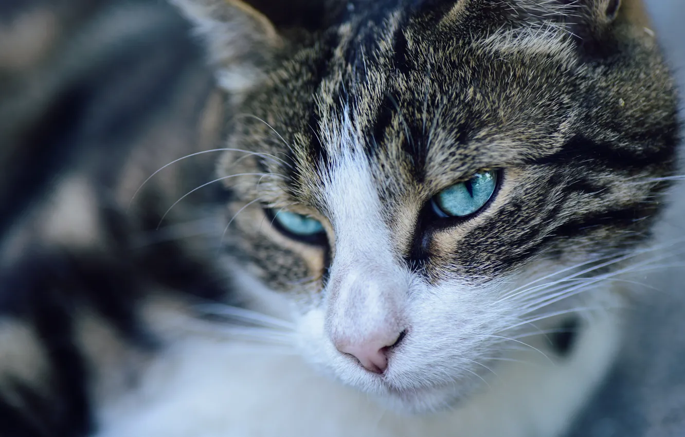 Фото обои кошка, кот, взгляд, морда, крупный план, портрет, серая, голубые глаза