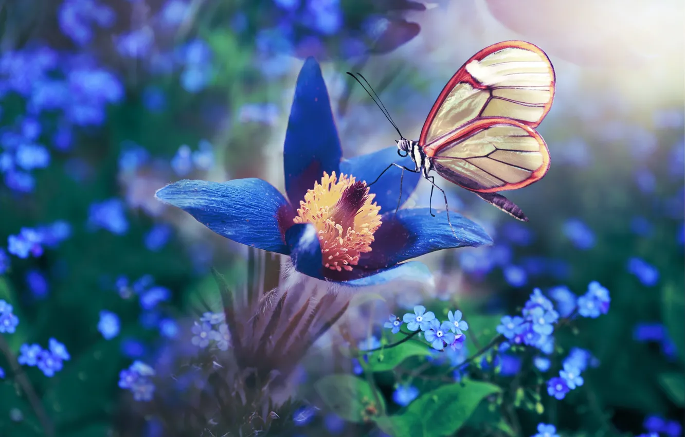 Фото обои макро, цветы, природа, бабочка, незабудки, анемон