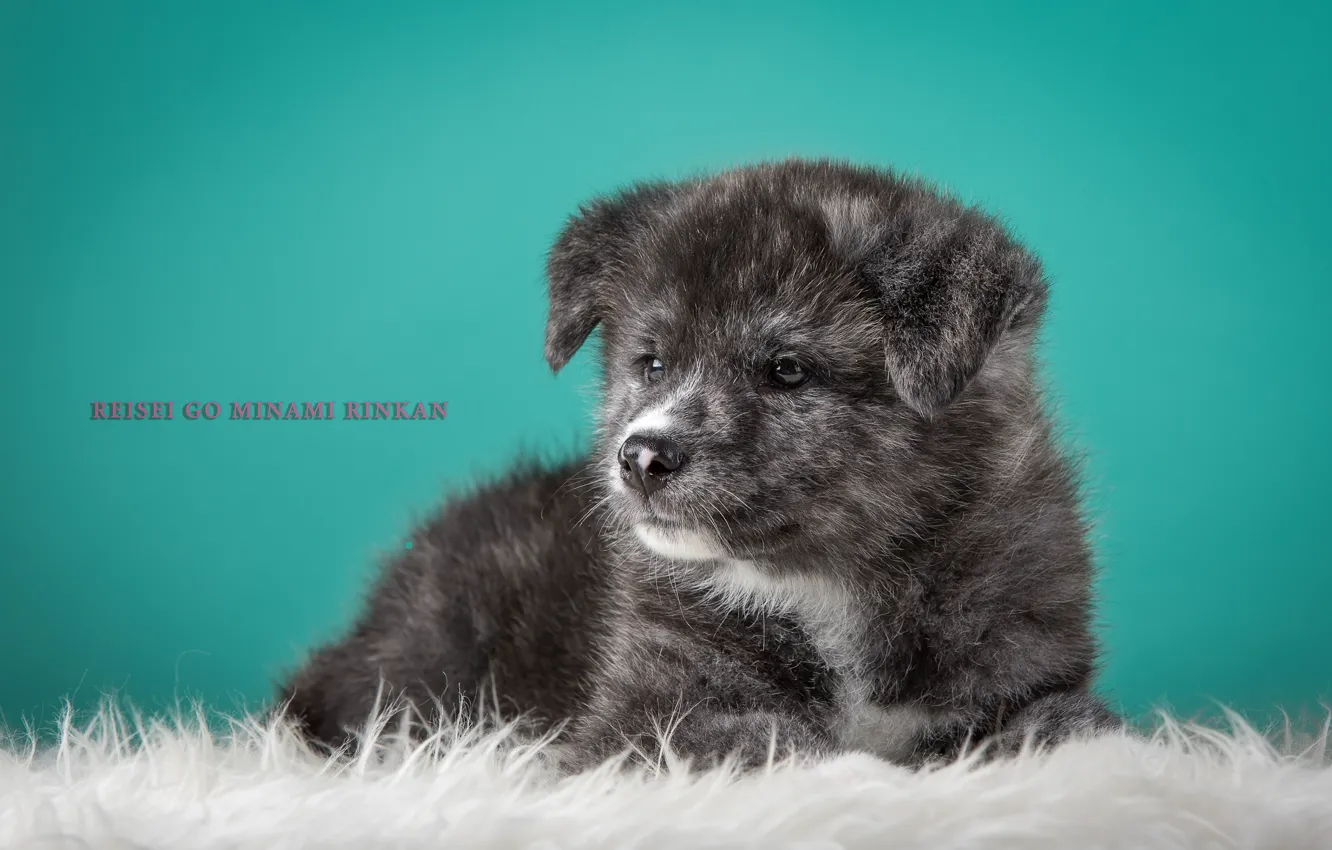 Фото обои серый, щенок, японская акита
