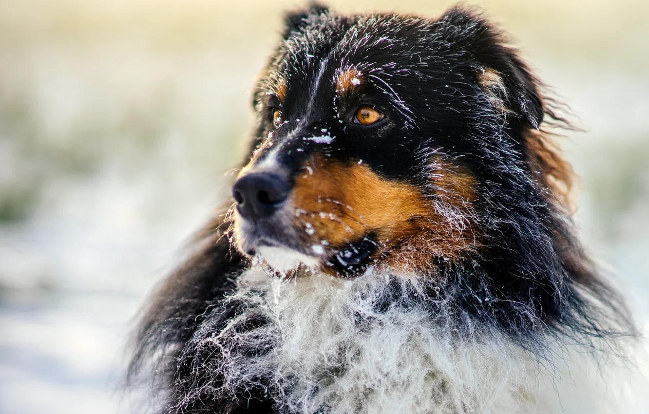 Фото обои dog, morning, sun, bokeh, frost, frosty, australian shepherd, canine