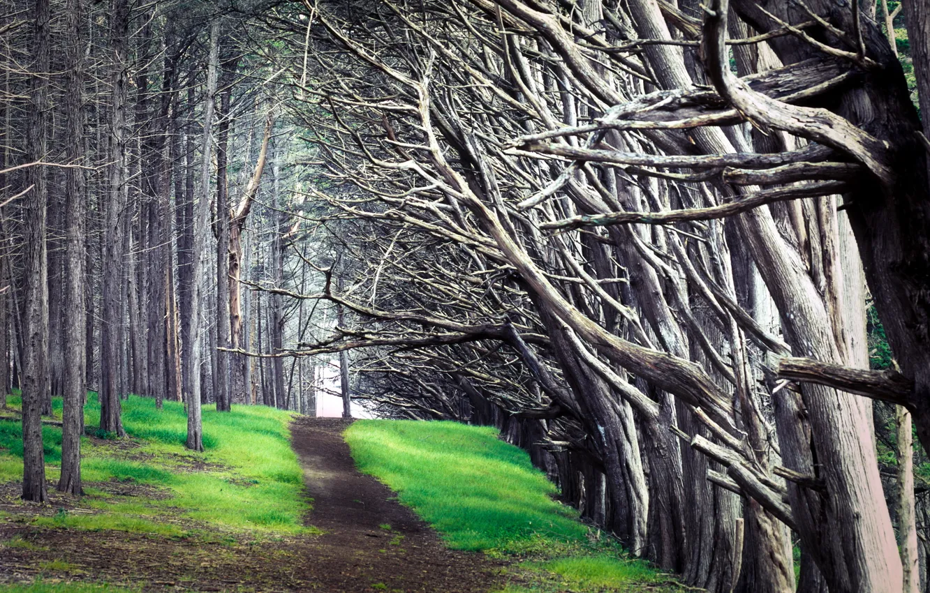 Фото обои дорога, деревья, пейзаж, природа
