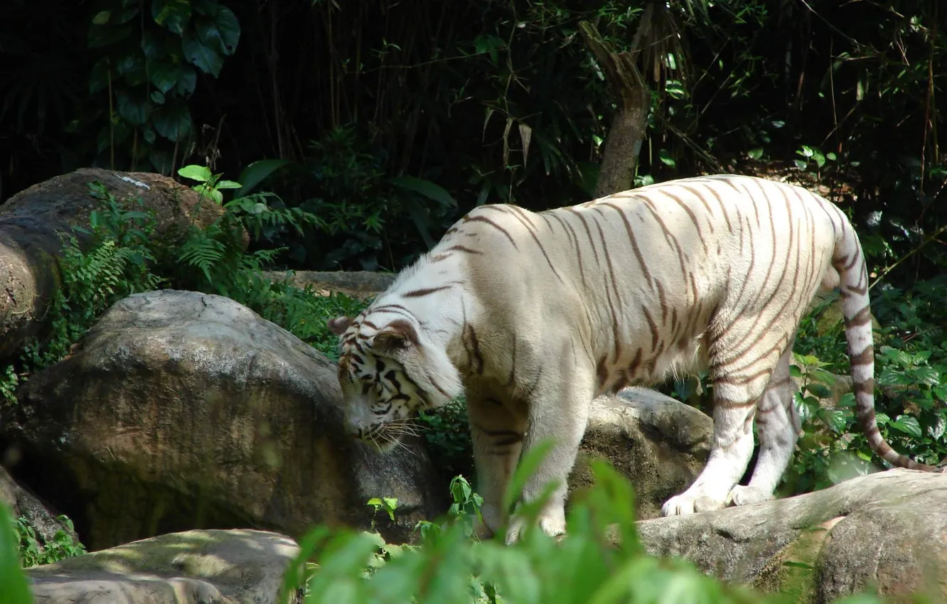 Фото обои кошка, белый, тигр, камни, большая
