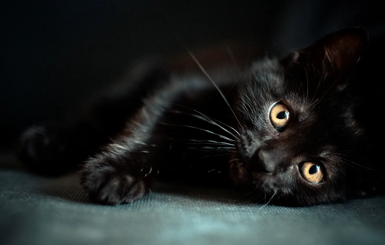 Фото обои котенок, черный, глазки, мордочка, wallpapers