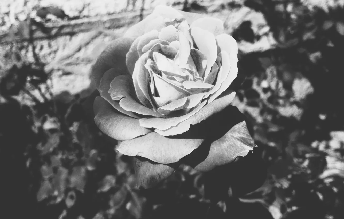 Фото обои макро, роза, Цветы, красота