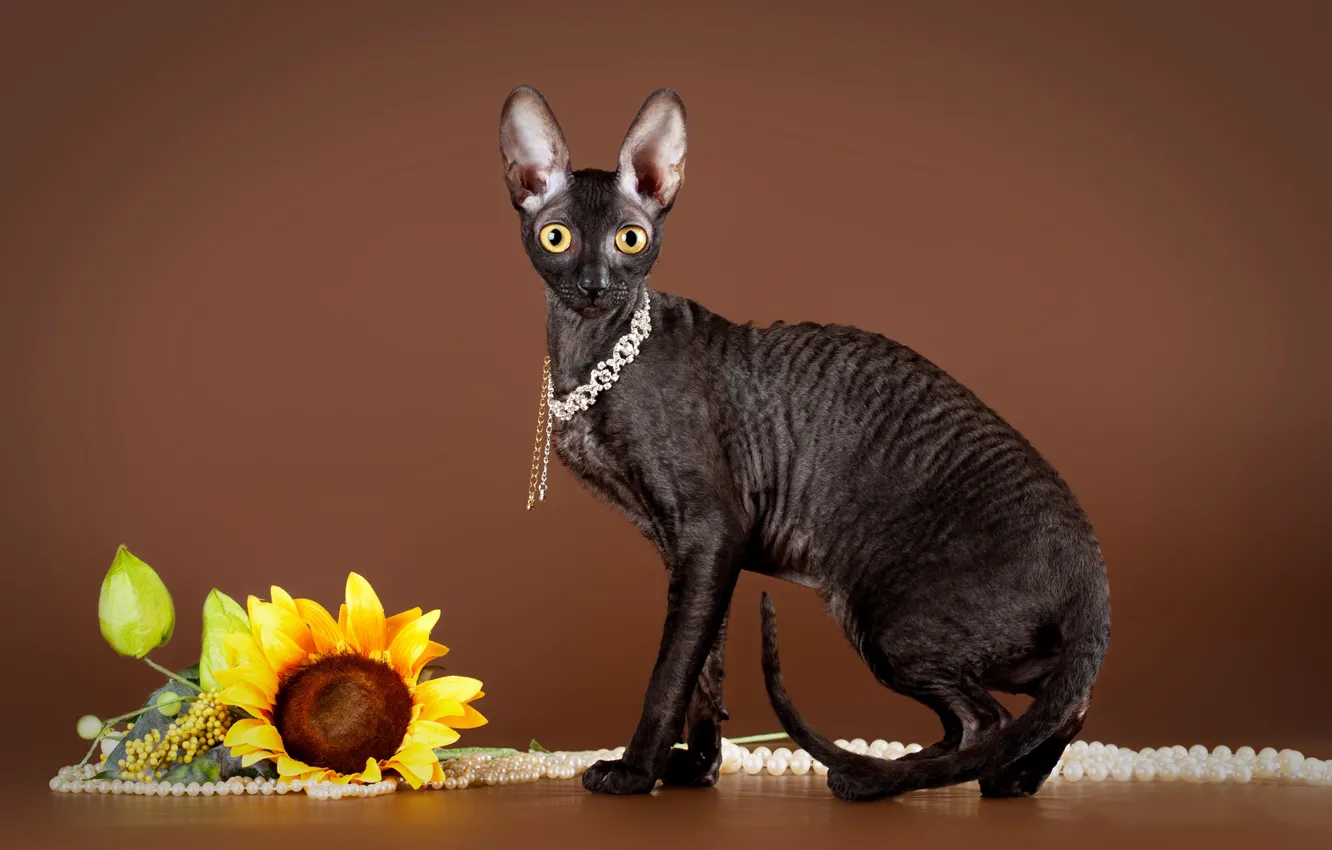 Фото обои кошка, подсолнух, ожерелье, черная, сидит, коричневый фон, сфинкс