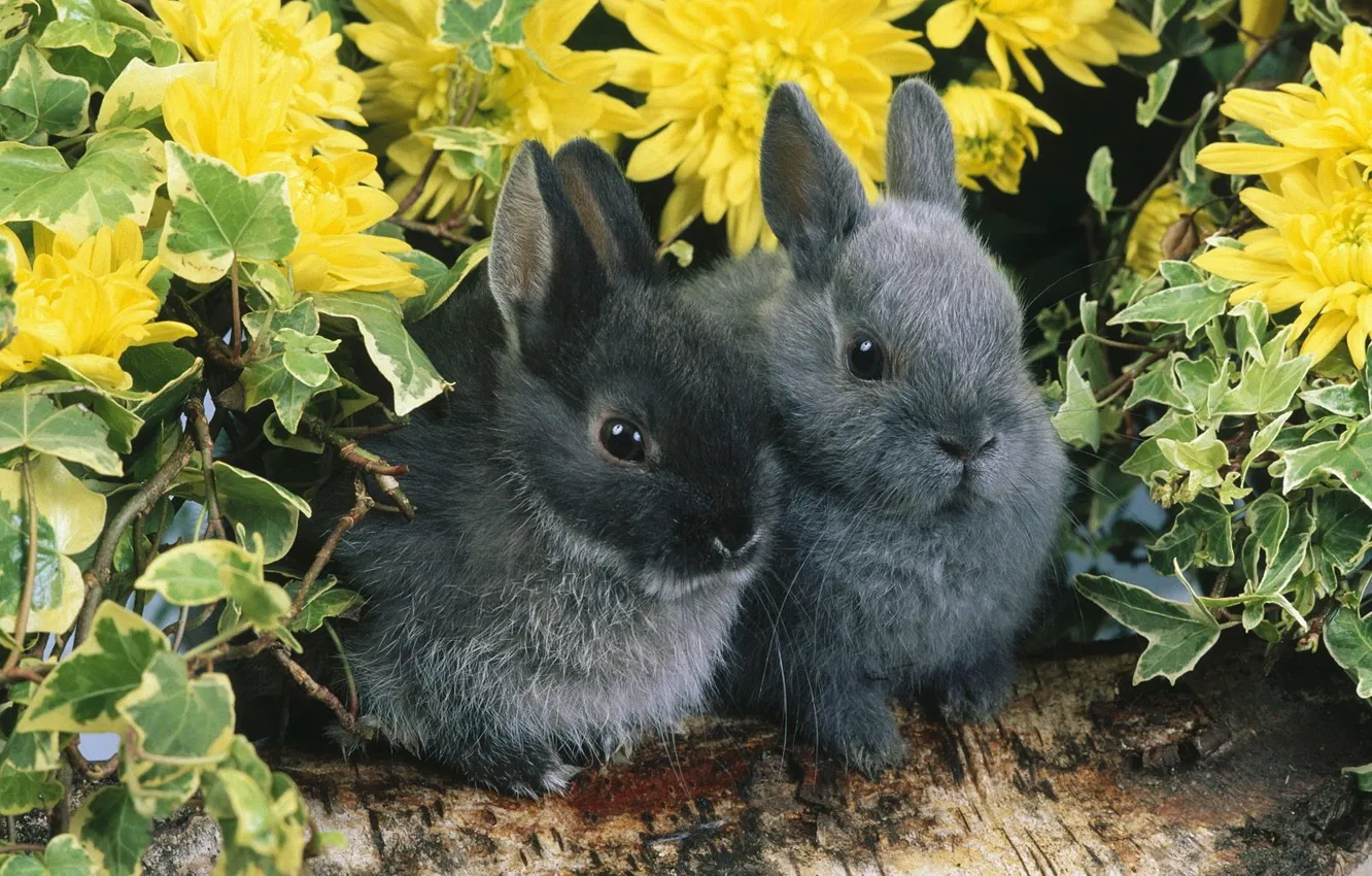 Фото обои цветы, пара, кролики, бревно