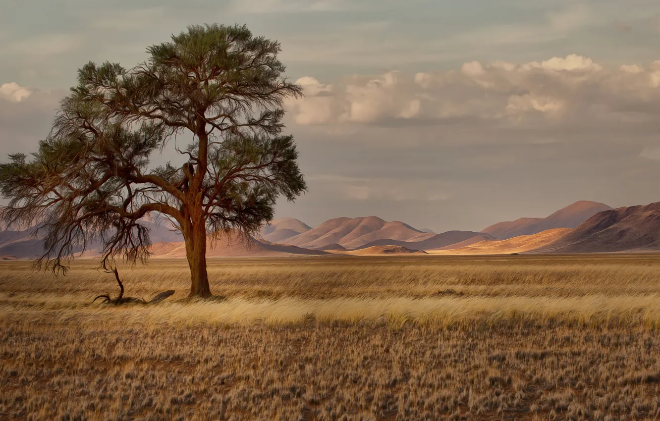 Фото обои трава, деревья, горы, саванна, Африка, Намибия