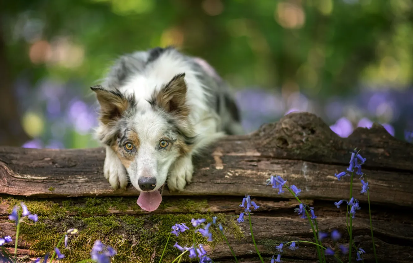 Фото обои друг, собака, весна