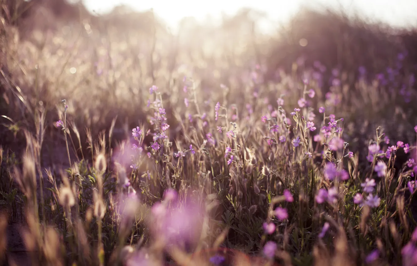 Фото обои трава, цветы, природа, нежность, размытость